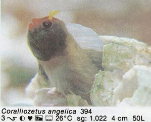 Coralliozetus angelica